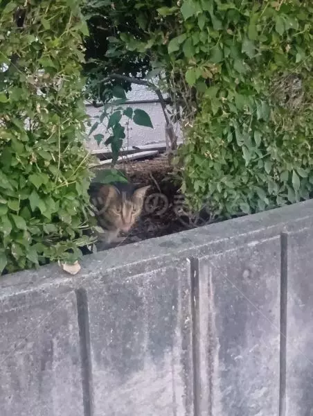 コメントの画像