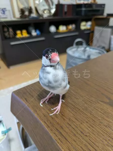 迷子鳥の画像