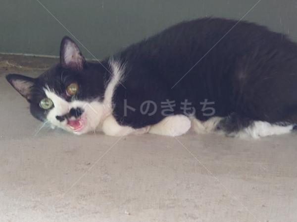 保護猫の画像