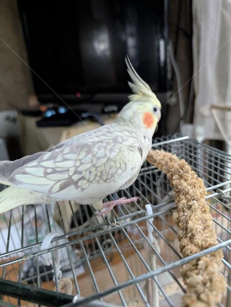 迷子鳥の画像