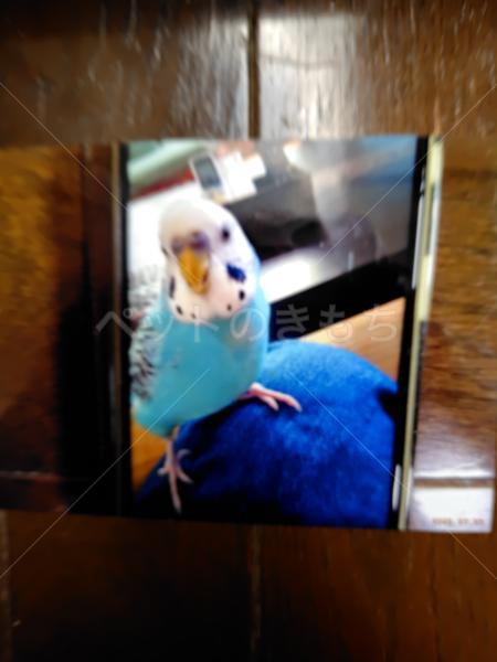 迷子鳥の画像