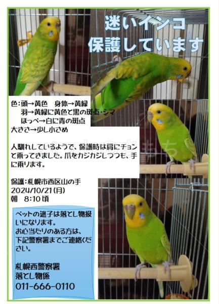 保護鳥の画像