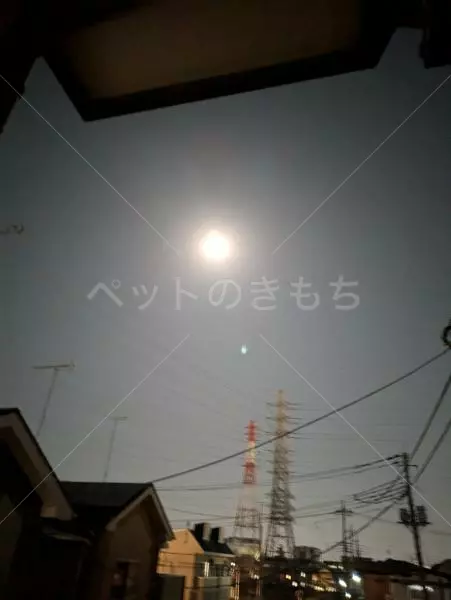 コメントの画像