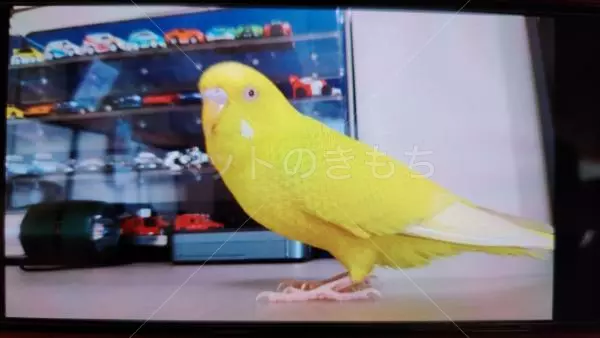 迷子鳥の画像