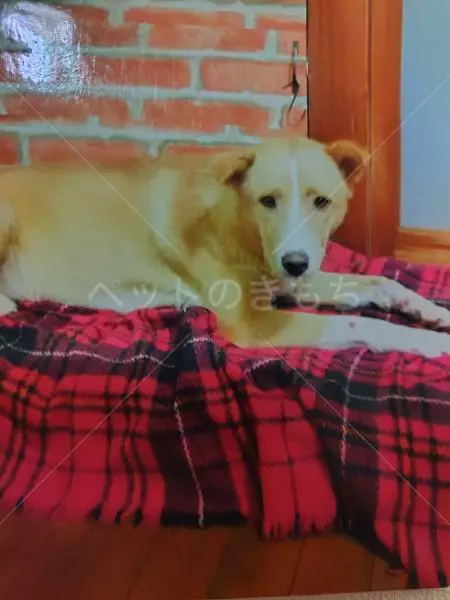 迷子犬の画像