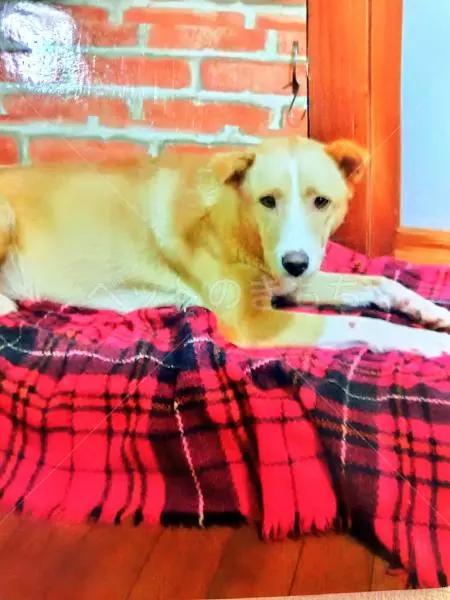 コメントの画像