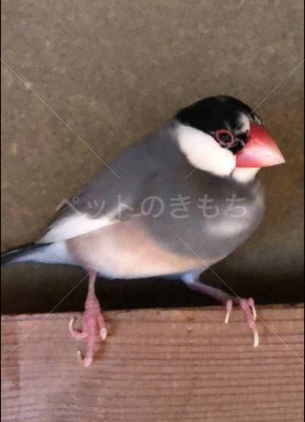 迷子鳥の画像