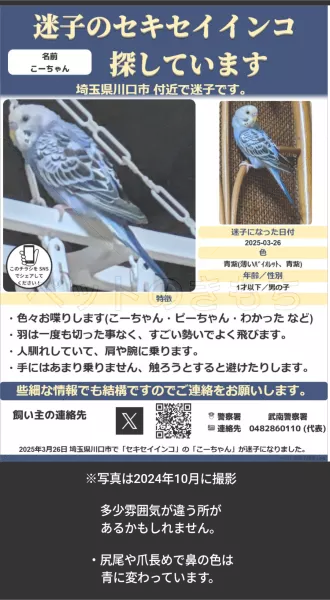 迷子鳥の画像