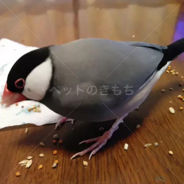 迷子鳥の画像