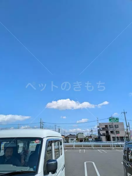 コメントの画像