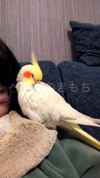 迷子鳥の画像