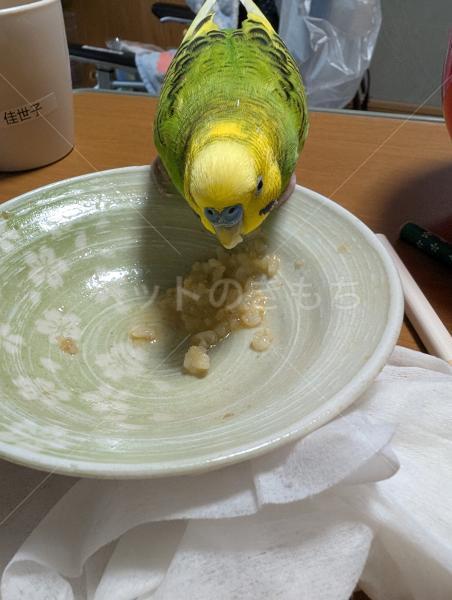迷子鳥の画像