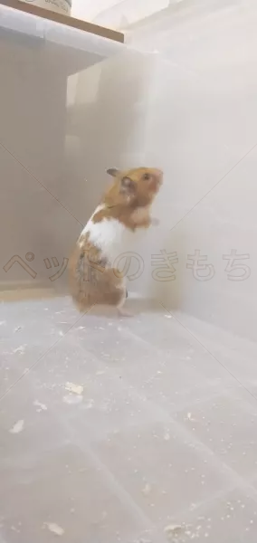 迷子ペットの画像