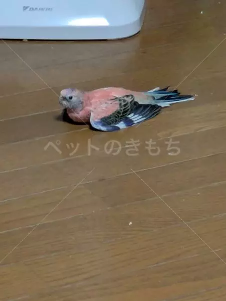 迷子鳥の画像