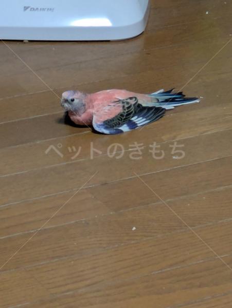 迷子鳥の画像