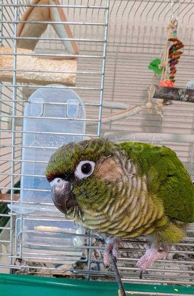 迷子鳥の画像