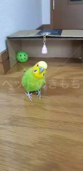 迷子鳥の画像