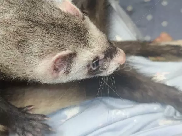 迷子ペットの画像