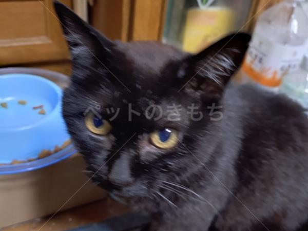 迷子猫の画像