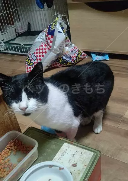 迷子猫の画像