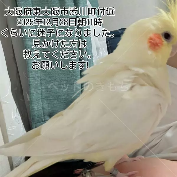 迷子鳥の画像