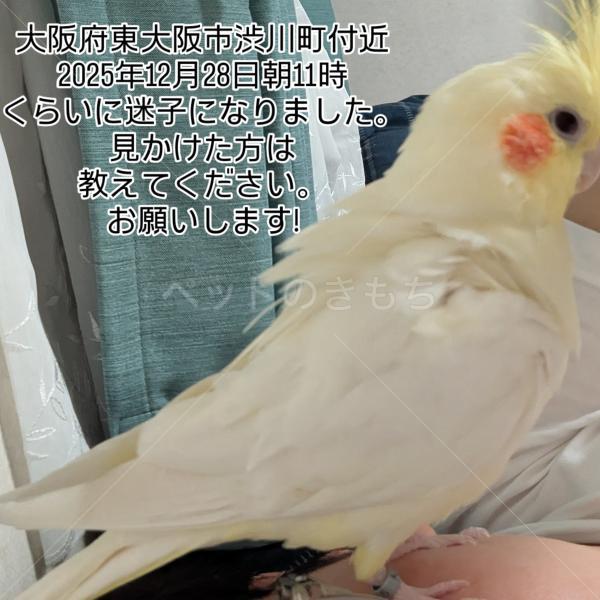 迷子鳥の画像