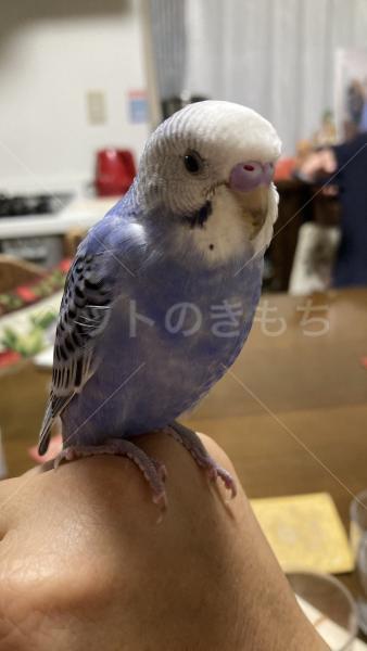 迷子鳥の画像