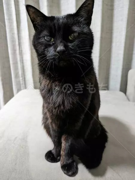 迷子猫の画像