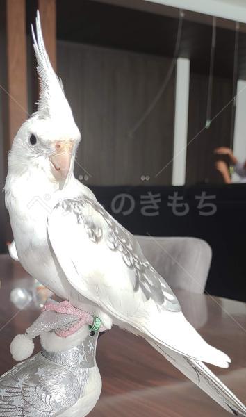 迷子鳥の画像