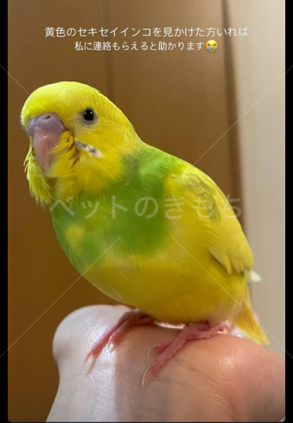 迷子鳥の画像