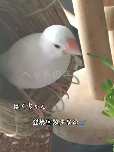 迷子鳥の画像
