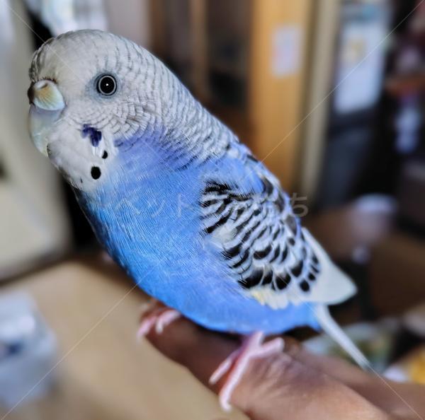 迷子鳥の画像