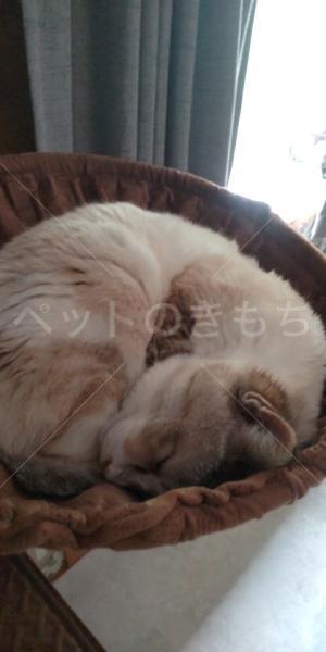 迷子猫の画像