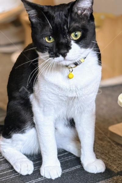 迷子猫の画像