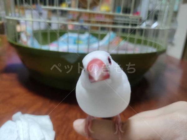 迷子鳥の画像