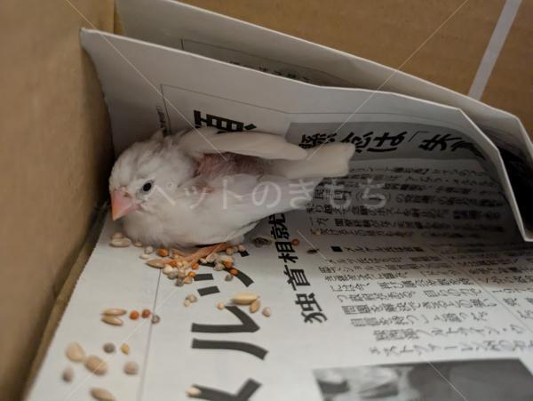 保護鳥の画像