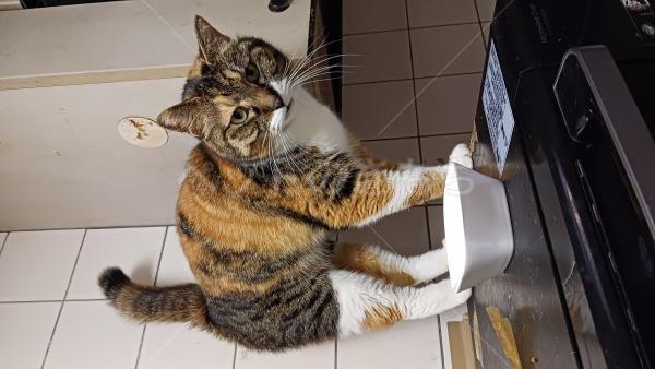 保護猫の画像