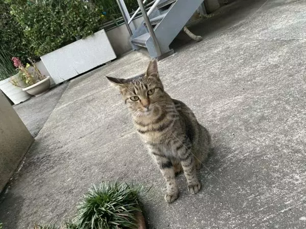 迷子猫の画像