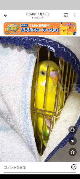 迷子鳥の画像