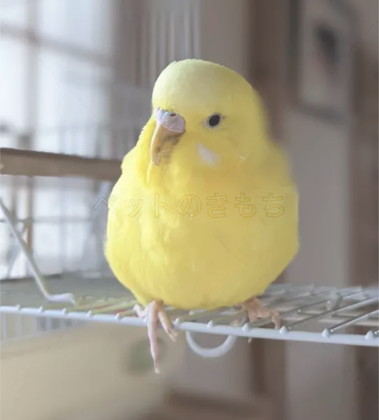 迷子鳥の画像