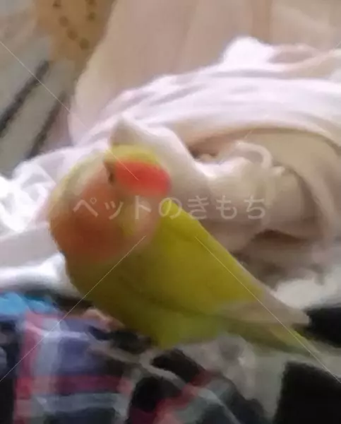 迷子鳥の画像