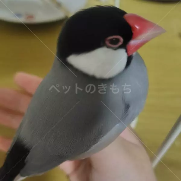 迷子鳥の画像