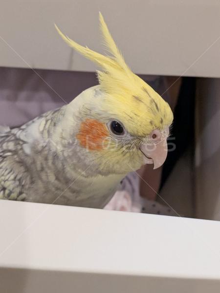 迷子鳥の画像