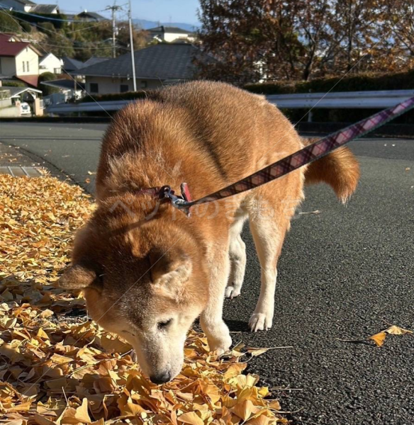 迷子犬の画像