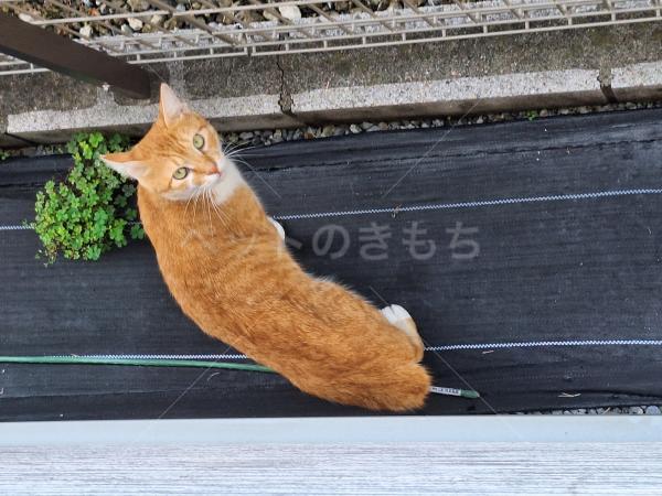 迷子猫の画像