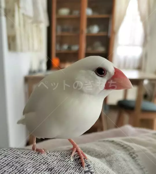 迷子鳥の画像