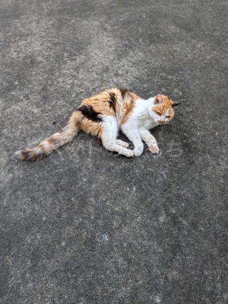 保護猫の画像