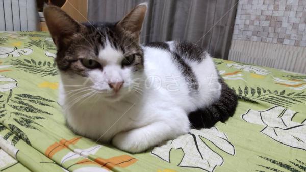 迷子猫の画像