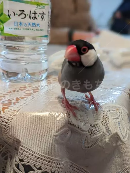 迷子鳥の画像
