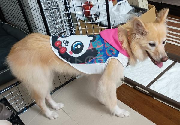 迷子犬の画像